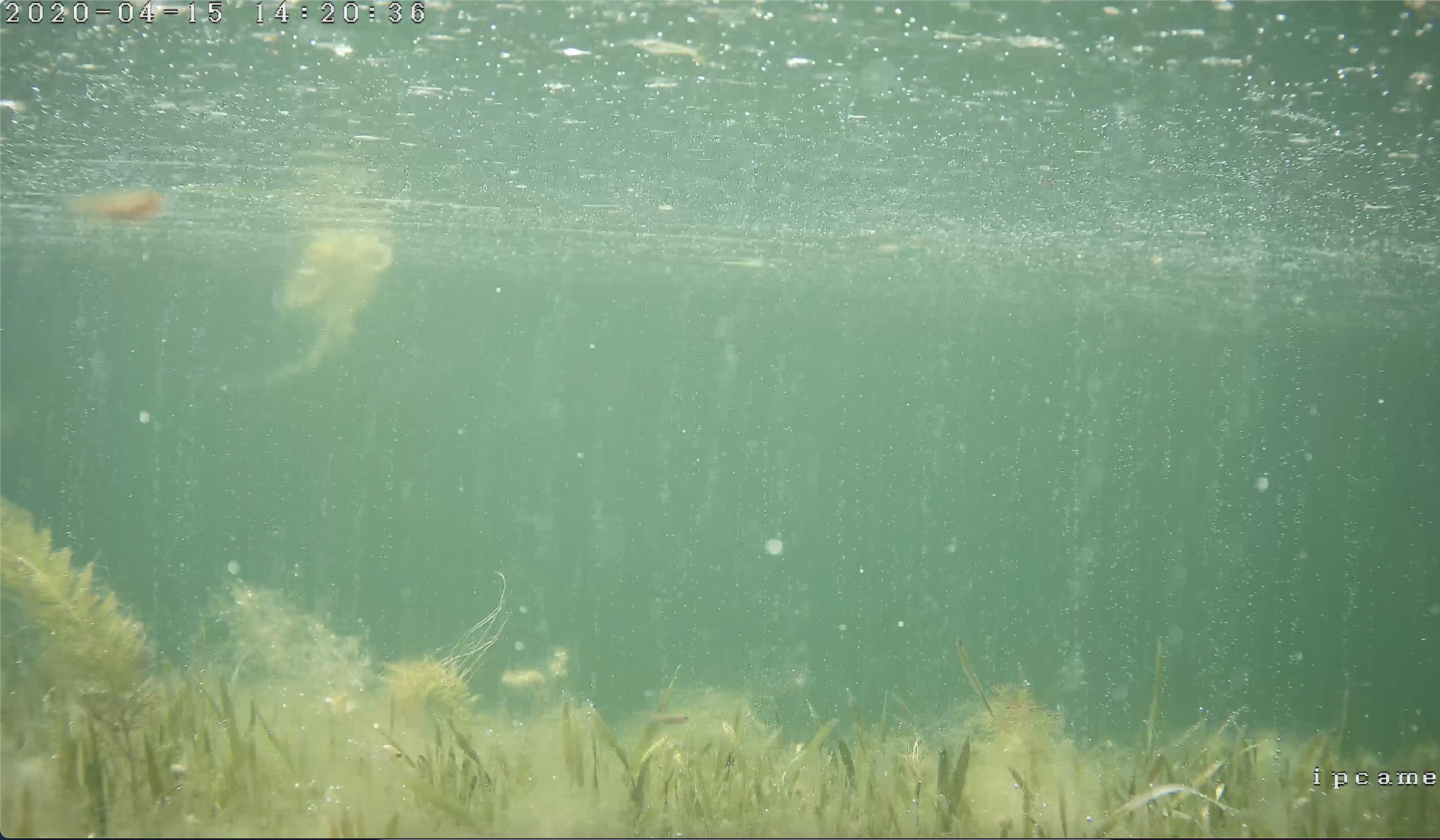 Underwater video capture is affected by factors such as dark underwater light and turbid water.